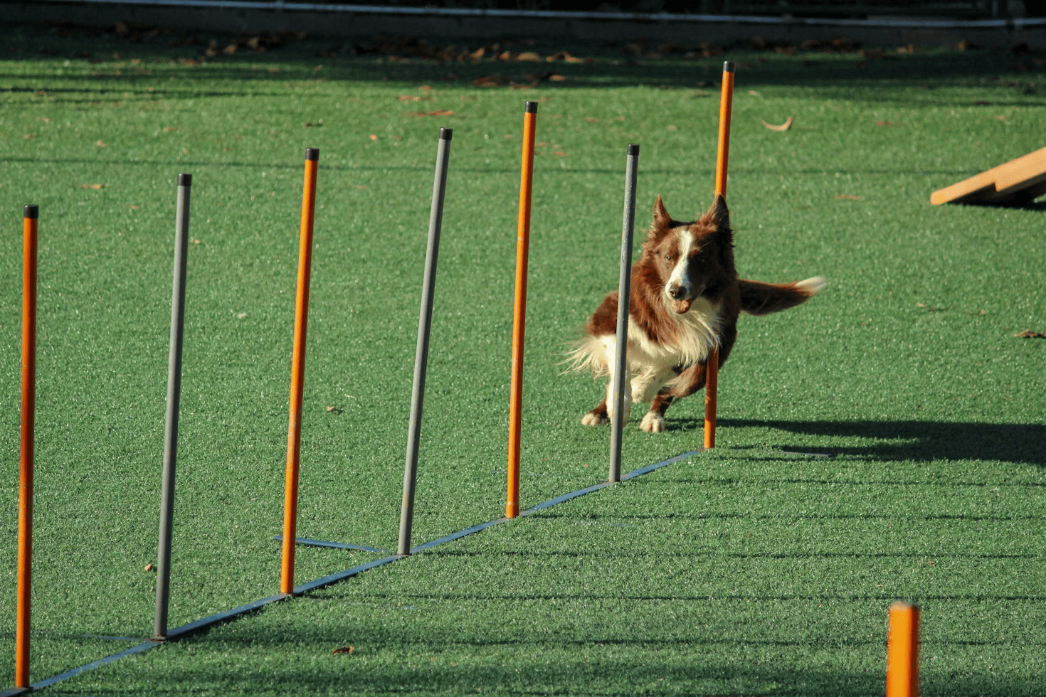 Adiestramiento Canino
