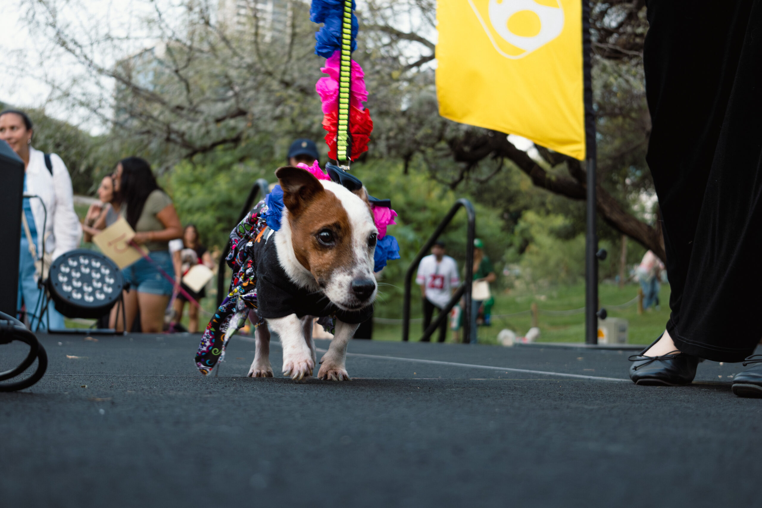 festival canino-099