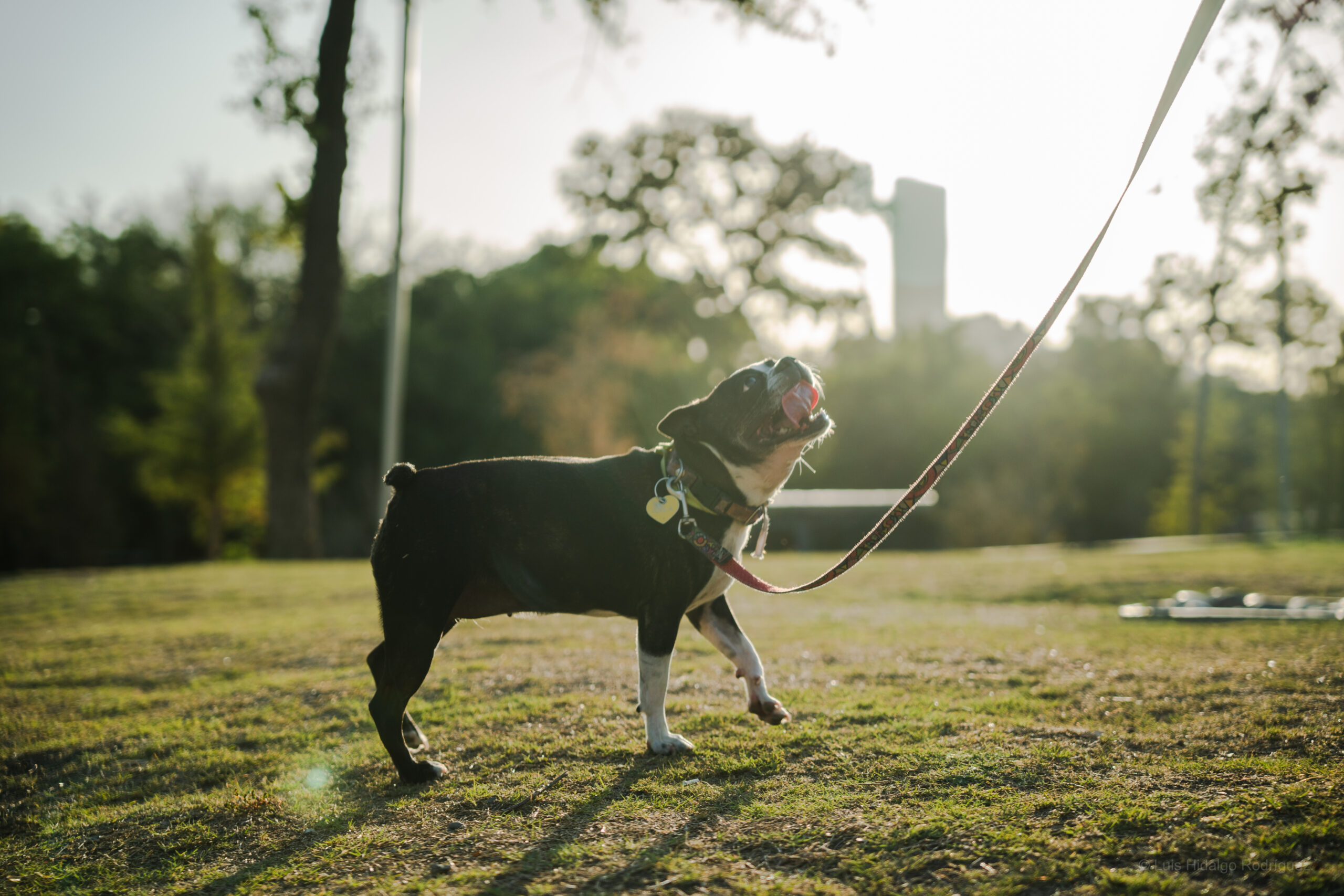 Clase de socialización para perros