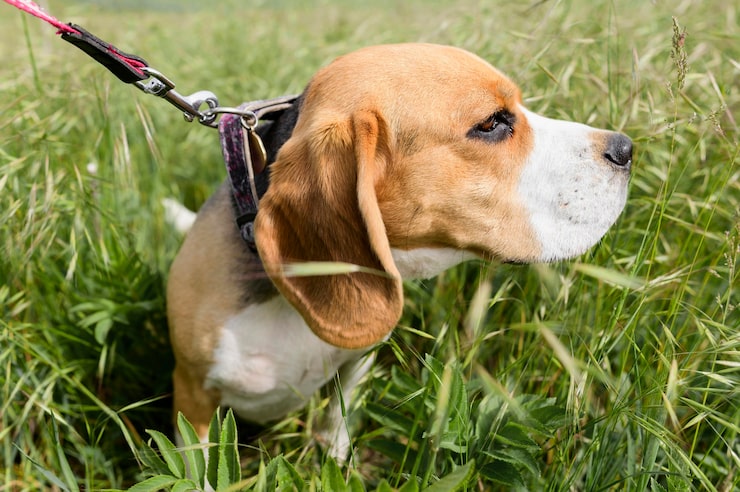 adorable-beagle-enjoying-walk-nature_23-2148576910